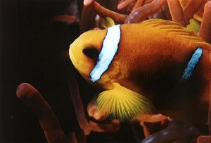 Sharm El Sheik, Egypt - Nikonos V extension tubes by Mark Lloyd 